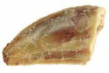 Serrated Raptor Tooth - Real Dinosaur Tooth #333320-1